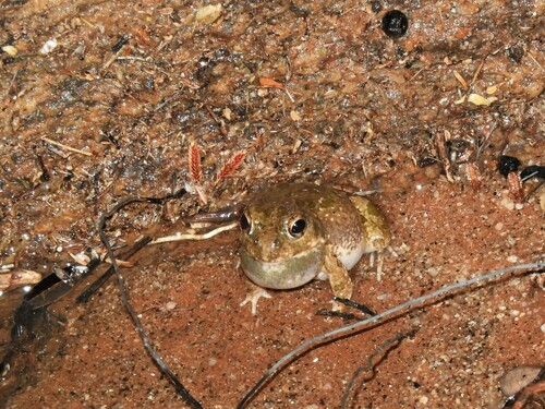 Common Sand Frog, Tomopterna cryptotis