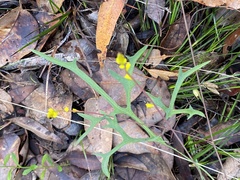 Synaphea gracillima