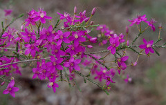 Calytrix fraseri