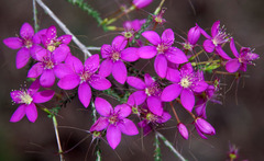 Calytrix fraseri