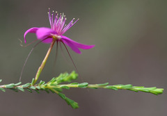 Calytrix fraseri