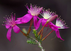 Calytrix fraseri