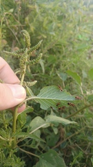 Tropidothorax sternalis