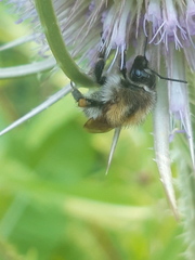 Bombus humilis
