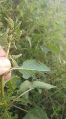 Tropidothorax sternalis