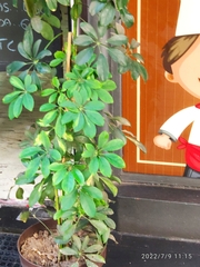 Heptapleurum arboricola