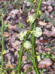 Acacia alata alata