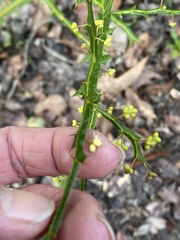 Acacia alata alata