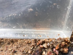 Macrognathus maculatus