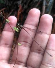 Protosticta gravelyi