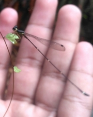 Protosticta gravelyi