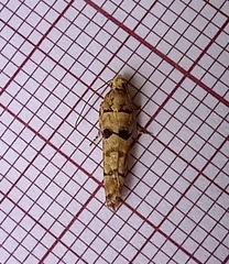 Blastesthia tessulatana