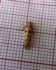 Blastesthia tessulatana