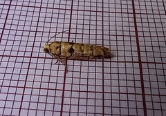 Blastesthia tessulatana