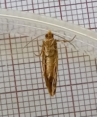 Blastesthia tessulatana