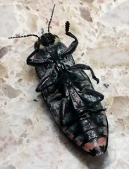 Buprestis lyrata