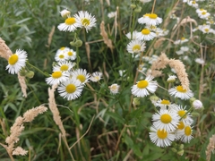 Erigeron annuus