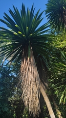 Dracaena cochinchinensis