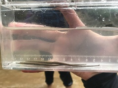 Doryichthys martensii