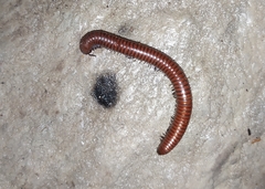 Pachyiulus hungaricus