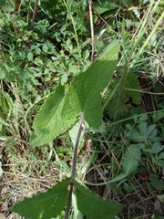 Salvia verticillata