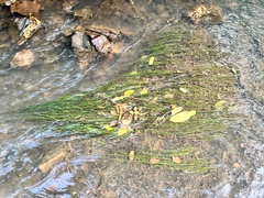 Eleocharis parvula