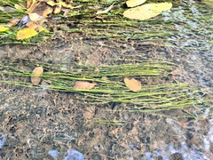 Eleocharis parvula