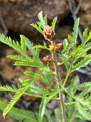 Petrophile diversifolia