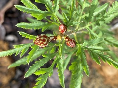 Petrophile diversifolia