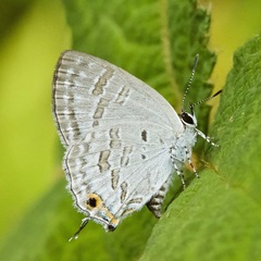 Sinthusa chandrana