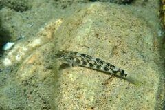 Rhinogobius gigas