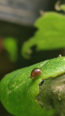 Celyphus difficilis