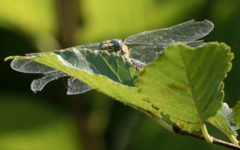 Onychogomphus forcipatus