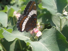 Limenitis arthemis rubrofasciata