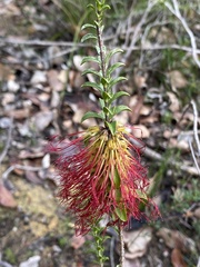 Melaleuca transversa