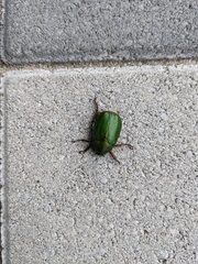 Anomala albopilosa albopilosa