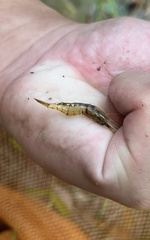 Macrobrachium lanchesteri