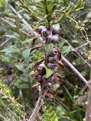 Melaleuca transversa