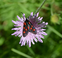 Zygaena angelicae
