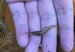 Macrobrachium lanchesteri