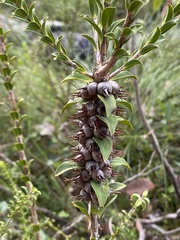 Melaleuca transversa