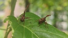 Cycnotrachelus flavotuberosus