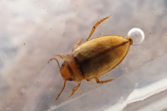 Allodessus megacephalus