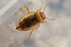 Allodessus megacephalus