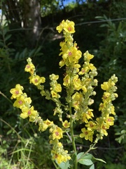 Verbascum chaixii