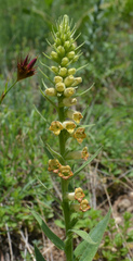 Digitalis viridiflora