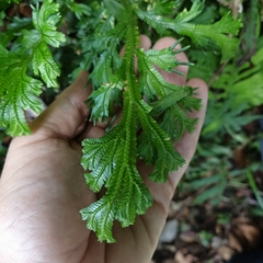 Selaginella doederleinii