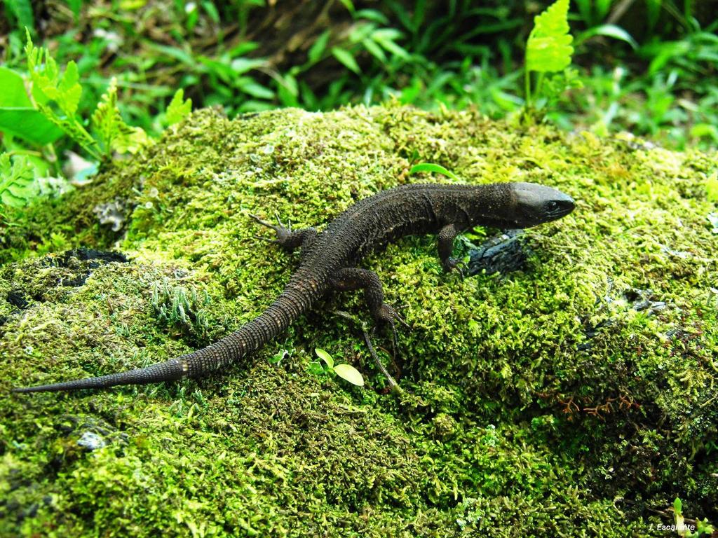 Tuxtla Tropical Night Lizard