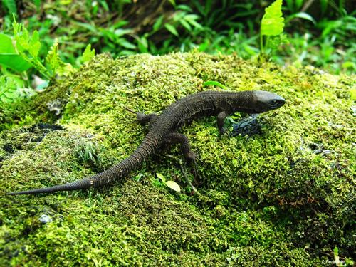 Lepidophyma tuxtlae