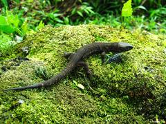 Lepidophyma tuxtlae